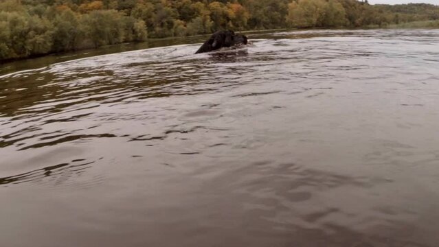 Black Labrador retrieving along the Saint Croix River with hunter.