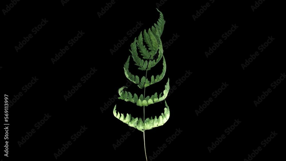 Wall mural time lapse of drying fern leaf with alpha transparency channel isolated on black background