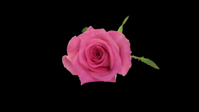 Time lapse of opening beautiful pink Attachea rose in RGB + ALPHA matte format isolated on black background, top view
