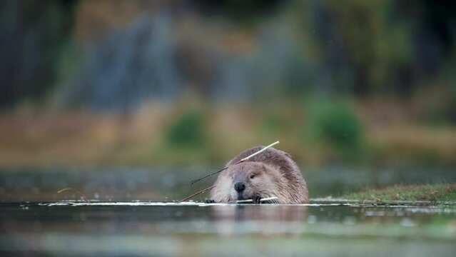 4K video of a beaver eating a branch in shallow water at ground level.