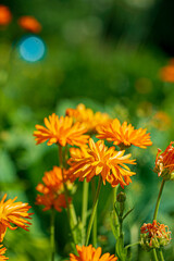 Garden marigold (Calendula officinalis) flowers, view from above