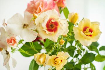 beautiful rose in the vase
