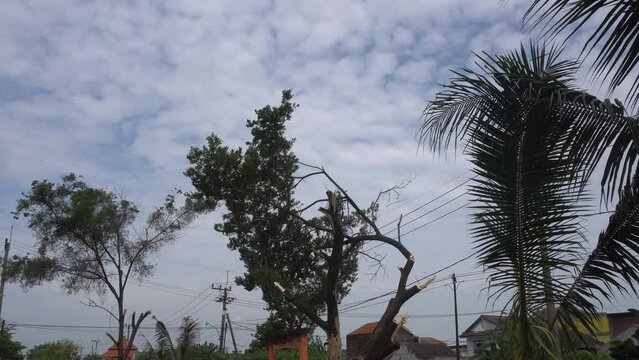fallen tree cutting manually using parang chopper