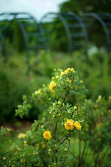 Obraz premium nice roses in the garden