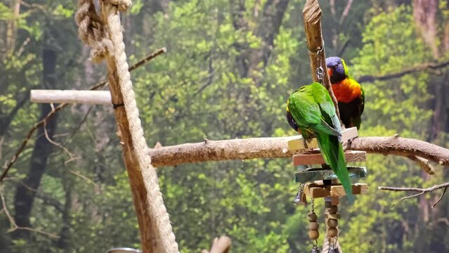 Two green parrots perch on a branch. Playing bird. Rainbow color. Animal plays with toy bell. Trichoglossus moluccanus. Wildlife. Zoo life. Interesting activity.