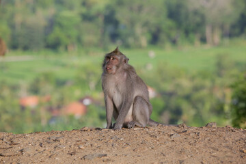 Portrait of monkey (Macaca fascicularis) next to the road in Bali