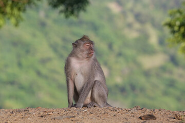Portrait of monkey (Macaca fascicularis) next to the road in Bali