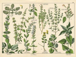 A sheet of antique botanical lithography of the 1890s-1900s with images of plants. Copyright has expired on this artwork. Digitally restored.