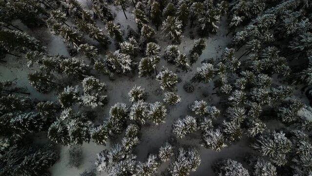 Chillin' in the Snow: Aerial View of Winter Magic&mdash;Mountains, Snowy Pines and National Park Vibes