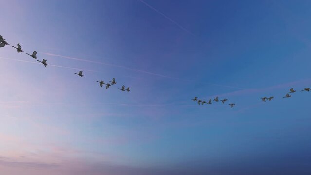 Swans flying at sunset, loop, 4K