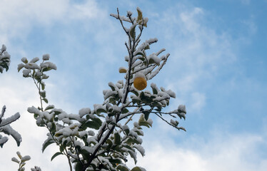 Lemon tree covered with snow with blue sky and clouds at the background.