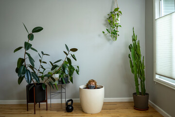 Young child wearing face mask sits inside a large plant pot amoung houseplants
