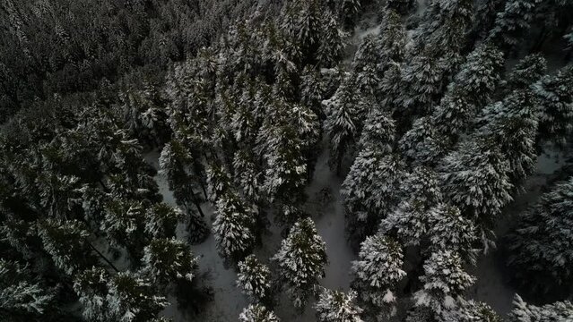 Chillin' in the Snow: Aerial View of Winter Magic&mdash;Mountains, Snowy Pines and National Park Vibes