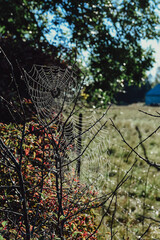 Dewy spider webs on bushes illuminated in the sun.