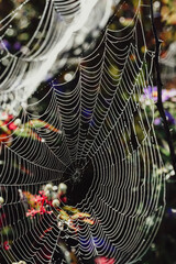 Macro image of the strands of a dew covered spider web.