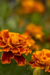 Fototapeta premium Orange and yellow marigolds with creamy green background