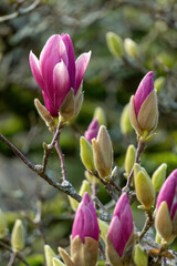 Blossoming pink flowers on a magnolia tree in the garden