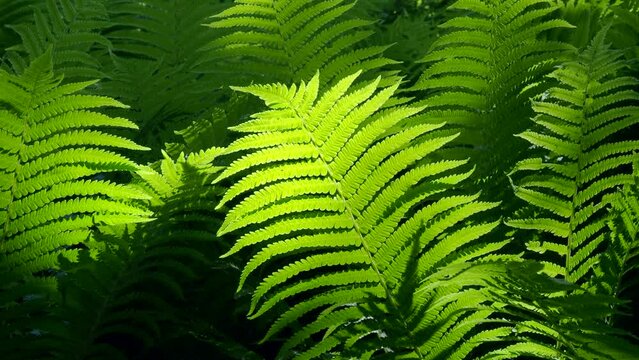 Bushes of green fern with sunlight in wild forest in Asia 
