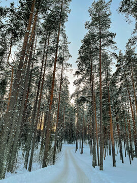 forest in winter tall trees in the snow nature park
