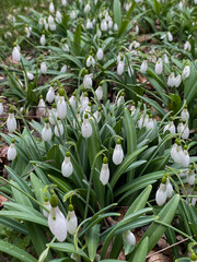 snowdrops with green leaves flowers in a clearing a lot as a background
