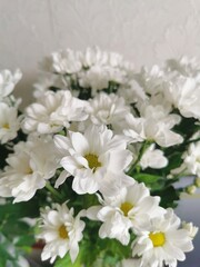 White chrysanthemum flowers close up.
