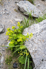 Heilkräuter Kräuter Felsen Berg Landschaft 