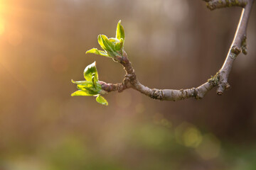 Spring branch of an apple tree with pink budding buds and young green leaves . 