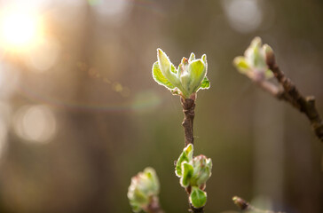 Spring branch of an apple tree with pink budding buds and young green leaves . 