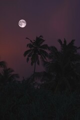 Full moon palm tree