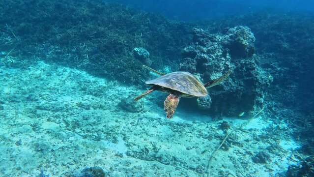 Green Sea Turtle Swimming Over Coral Reef And White Sand. - underwater, rear view 