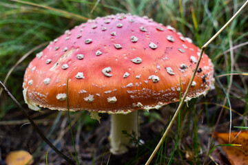 Red fly agaric against the background of the forest. Red fly agaric mushroom in the grass. Amanita muscaria.