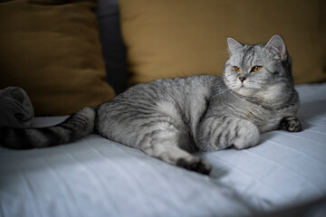 British short hair cat sitting on a sofa gazing towards the window light. - 569127789