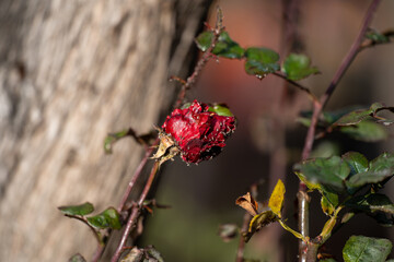 Rotten Red Rose in the Park