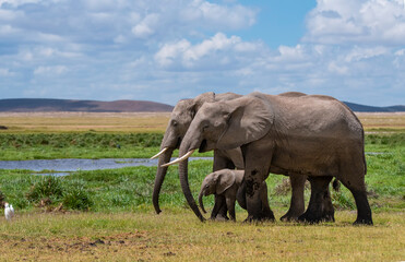 Fototapeta premium African Elephants walking through grass in Kenya National Park