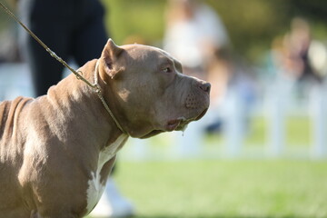 portrait of beautiful pale bully dog. close up