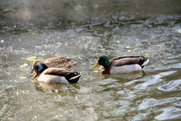 Ducks Swimming in the Lake