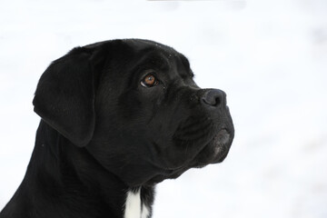 portrait of beautiful cane corso dog. close up