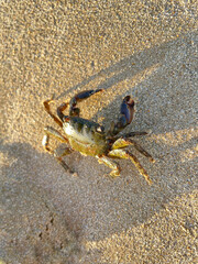   Close-up of crab on the white sand of the beach in the sunshine
