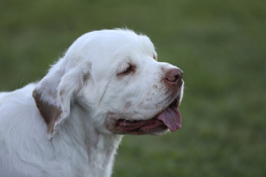portrait of beautiful clumber spaniel dog. close up