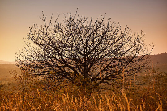 Silhouette of a bush with bare branches on an autumn evening