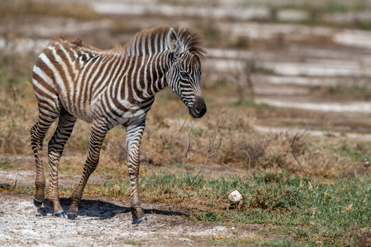 Kenya - Zebra in African grasslands