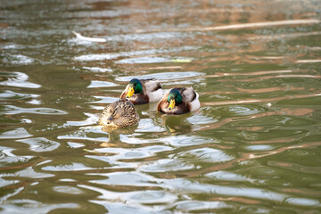 Ducks swimming in the lake