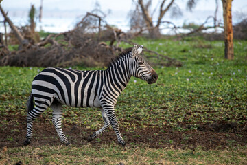 Naklejka na ściany i meble Kenya - Zebra in African grasslands