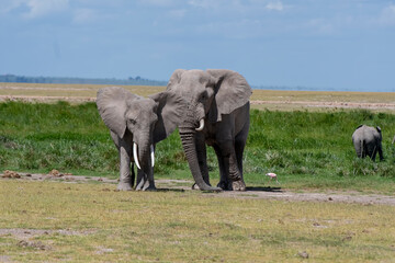 Naklejka na ściany i meble Elephants in natural habitat in South Africa.