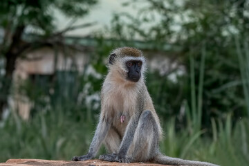 Africa - Vervet monkey sitting on wall in Kenya