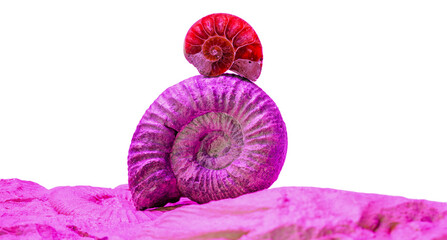 Ammonite fossilized squid against blue back