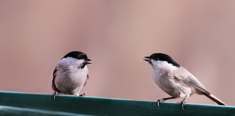 Two marsh tits are sitting on a feeder, on a blurry pink background.... In their beak they hold peeled seeds