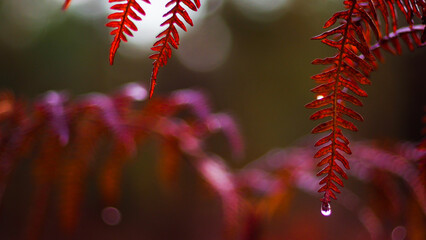Macro de fougères aux teintes rougeâtres, dans la forêt des Landes de Gascogne