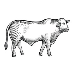 Cow hand drawn vintage engraving style black and white isolated on white background. Cow beef cattle, Good for label, clip art, icon, logo