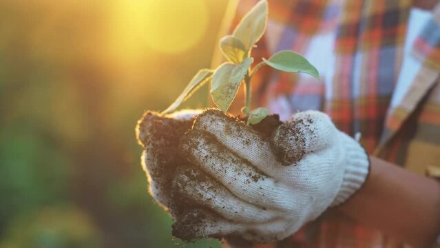 Hands farmer in white gloves holding and caring small green young plant with ground. Preparations for summer season. Outdoor nature on sunbeams. Gardening, cultivation, ecology, transplant concept.